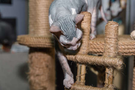 kitten Don sphynx with white and blue spots climbing scratching postの写真素材