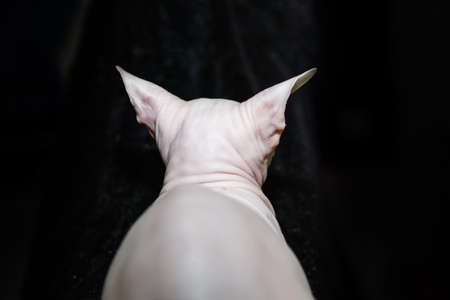 White Don sphinx cat back sleeping with naked and wrinkle skin on black backgroundの写真素材