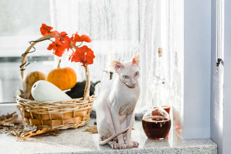 Scary young don sphinx cat sitting on a windowsill in front of basket with pumpkins as autumn and Halloween conceptの写真素材