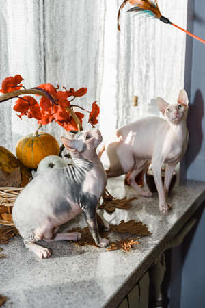 Scary young don sphinx cat sitting on a windowsill in front of basket with pumpkins as autumn and Halloween conceptの写真素材