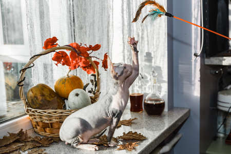 Scary young don sphinx cat sitting on a windowsill in front of basket with pumpkins as autumn and Halloween conceptの写真素材