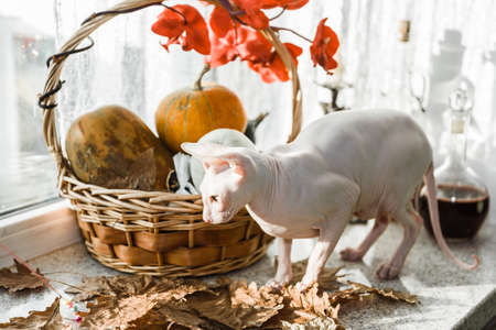 Scary young don sphinx cat sitting on a windowsill in front of basket with pumpkins as autumn and Halloween conceptの写真素材