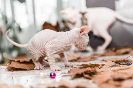White little Don sphynx kitten playing with autumn orange leaves on gray backgroundの写真素材