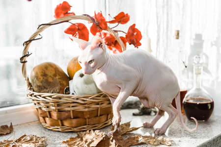 Scary young don sphinx cat sitting on a windowsill in front of basket with pumpkins as autumn and Halloween conceptの写真素材