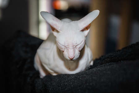 White Don sphinx cat sleeping with naked and wrinkle skin on black backgroundの写真素材