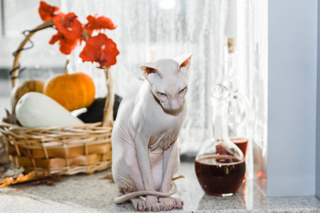 Scary young don sphinx cat sitting on a windowsill in front of basket with pumpkins as autumn and Halloween conceptの写真素材
