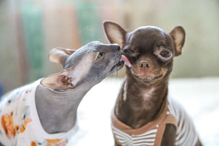 Don Sphynx cat washing and kissing chihuahua dog as love and care concept on St Valentine Dayの写真素材