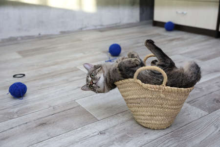 Big striped gray cat sitting in small wicker straw basketの写真素材