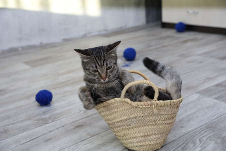 Big striped gray cat sitting in small wicker straw basketの写真素材