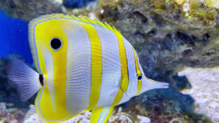Colorful tropical helmon yellow fish swimming over rocky sea bottomの写真素材