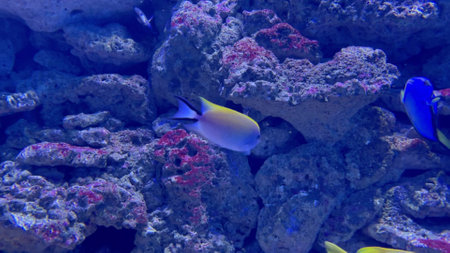 Colorful tropical fish swimming over rocky sea bottomの写真素材