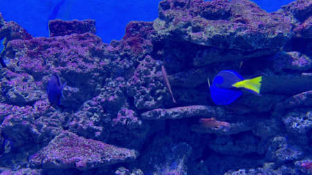 Colorful tropical fish swimming over rocky sea bottomの写真素材