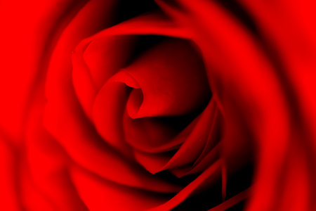 Defocused blurred red rose slose up macro with petals curves as backgroundの写真素材