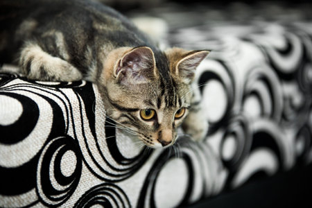 Small striped kitten lying and chilling on a black and white sofa. Stylish. Adorable