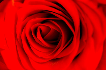 Defocused blurred red rose slose up macro with petals curves as backgroundの写真素材