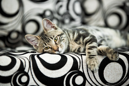 Small striped kitten lying and chilling on black and white circle patterned sofaの写真素材
