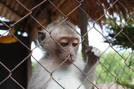 Monkey bali small in a cage