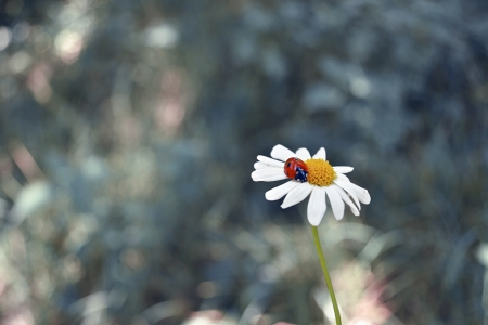 Ladybug, Daisy, Flower,の写真素材