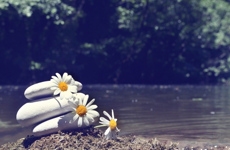 three daisy with a rockの写真素材