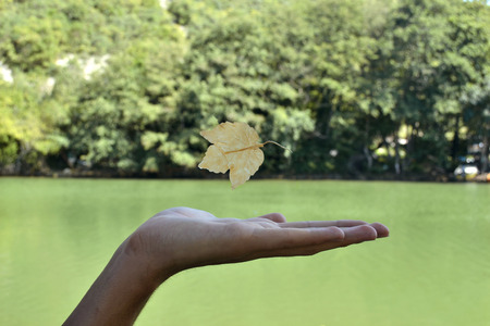 Human hands holding green small plant new life concept.の写真素材