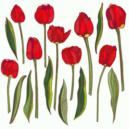 red tulips seamless vector clipart. Flowers with stems and leaves scattered on a white backgroundのイラスト素材