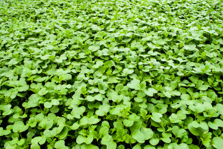 the background is a field of green grass. beautiful solid background of mustard seedlingsの写真素材