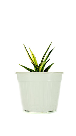 haworthia nudum in flowerpotの写真素材