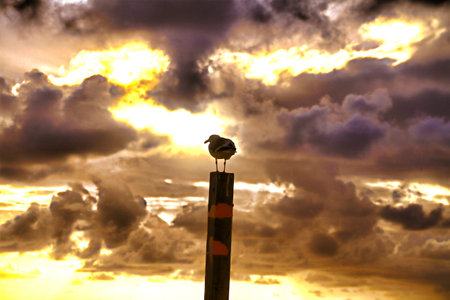 sunset bird on pole silhouette over the sea shoreの写真素材