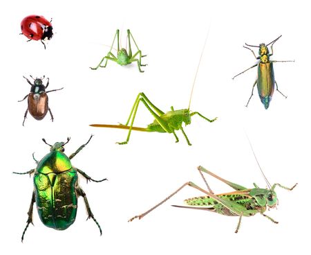 Bugs collection isolated on white backgroundの写真素材