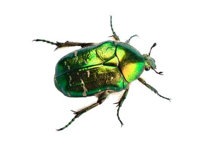 Rose chafer (cetonia aurata) isolated on white backgroundの写真素材