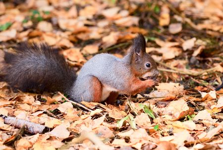 Eating squirrel in the autumn parkの写真素材