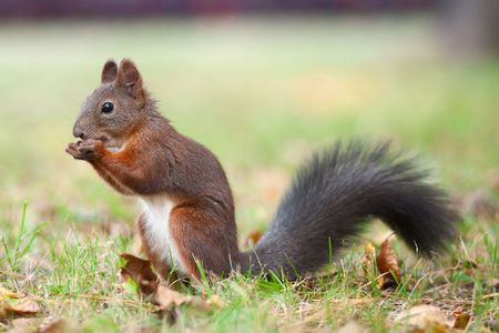 Eating squirrel on a grassの写真素材