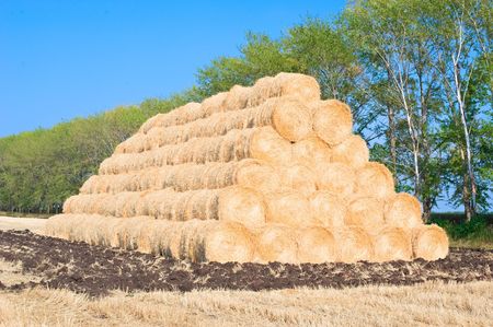 Harvest of rye. Pypamid made of stacksの写真素材