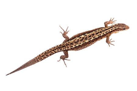 Brown lizard isolated on white backgroundの写真素材
