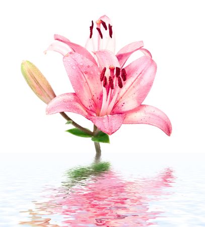 Wet pink lilly with reflection in the water surfaceの写真素材