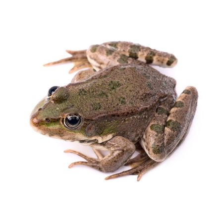 Green frog isolatedの写真素材