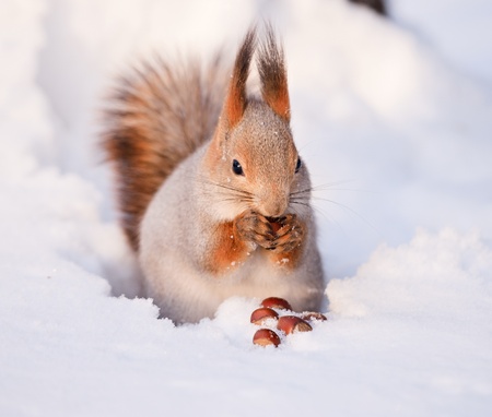 Squirrel eating nut on the snowの写真素材