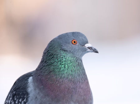 Pigeon portrain in the winter parkの写真素材