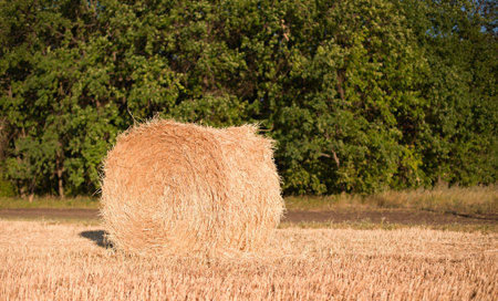 Stack of wheat on the field