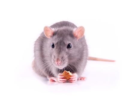 Rat eating almondsの写真素材