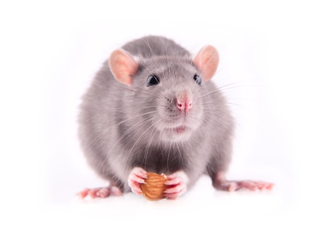 Rat eating almondsの写真素材