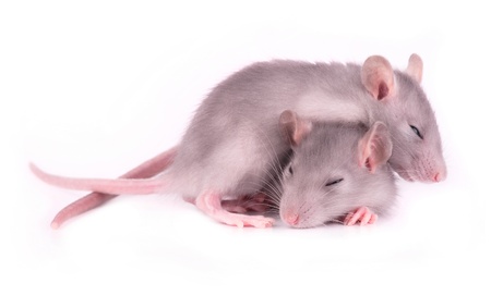 Picture of two tired baby rats sleeping on white background (1 month)の写真素材