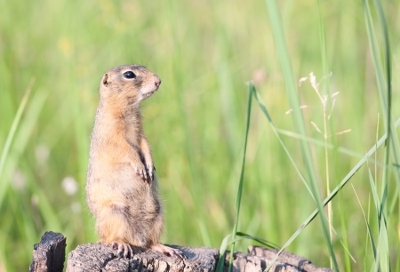 European ground squirrel (spermophilus citellus, suslik)の写真素材