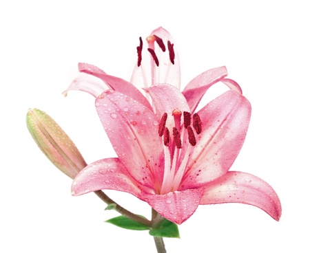 Wet pink lilly isolated on white backgroundの写真素材