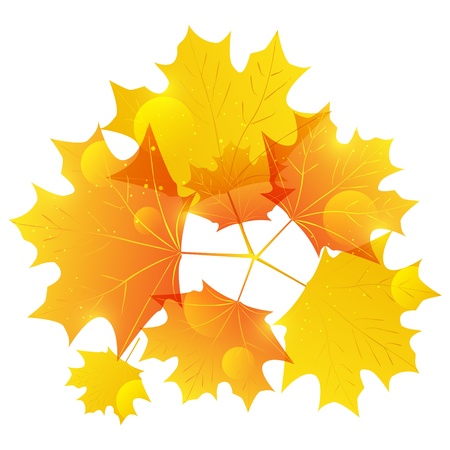 Autumn leaves on white backgroundの写真素材