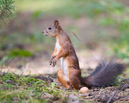 Staring squirrelの写真素材