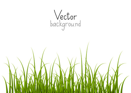 Vector background with green grassのイラスト素材