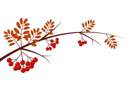 Rowan branch isolated on whiteのイラスト素材