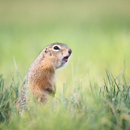 Screaming gopherの写真素材