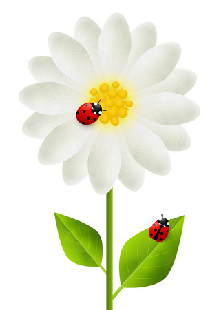 Red ladybugs on white flowerのイラスト素材